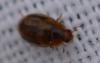 Rhyzobius chrysomeloides